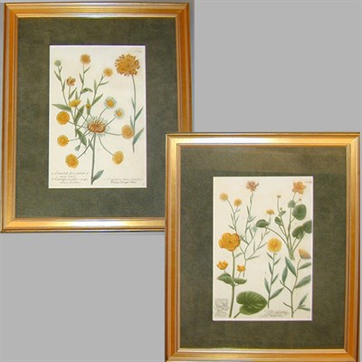 Lot 60 - After Johann Weinmann [FLORAL STUDIES] Two...