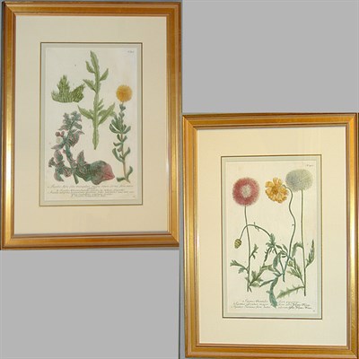 Lot 74 - After Johann Weinmann [FLORAL STUDIES] Two...
