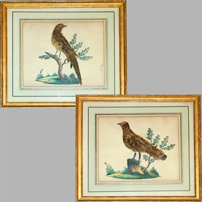 Lot 55 - Artist Unknown 19th Century [BIRD PORTRAITS]...