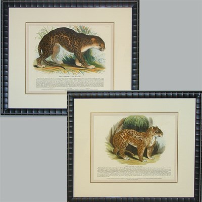 Lot 71 - English School THE JAGUAR and THE LEOPARD Two...