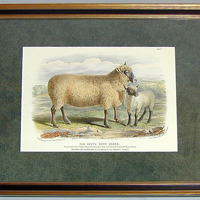Lot 67 - After William Shiels THE SOUTH DOWN BREED and...