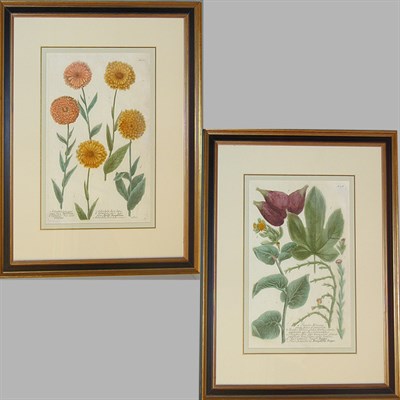 Lot 69 - After Johann Weinmann [FLORAL STUDIES] Two...