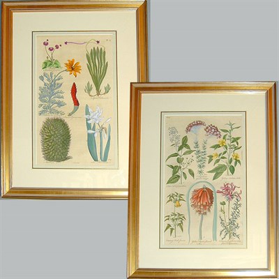 Lot 66 - English School [FLORAL STUDIES] Two...