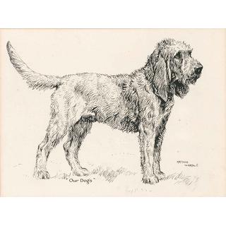 Lot 198 - Arthur Wardle (British, 1864-1947) Otter hound...