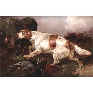Lot 263 - Colin Graeme (British, 19th century) A setter...