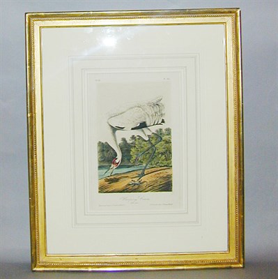 Lot 99 - After John James Audubon WHOOPING CRANE...