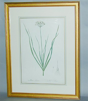 Lot 96 - After P. J. Redoute ALLIUM TARTARICUM and...