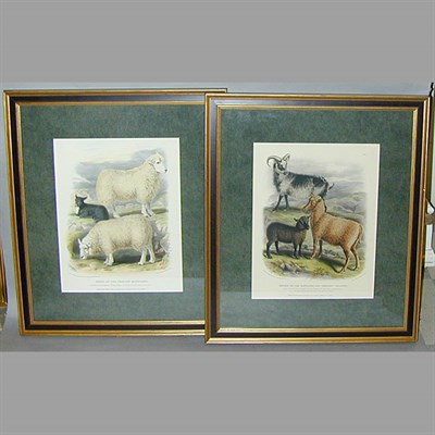 Lot 89 - After William Shiels BREED OF THE WICKLOW...