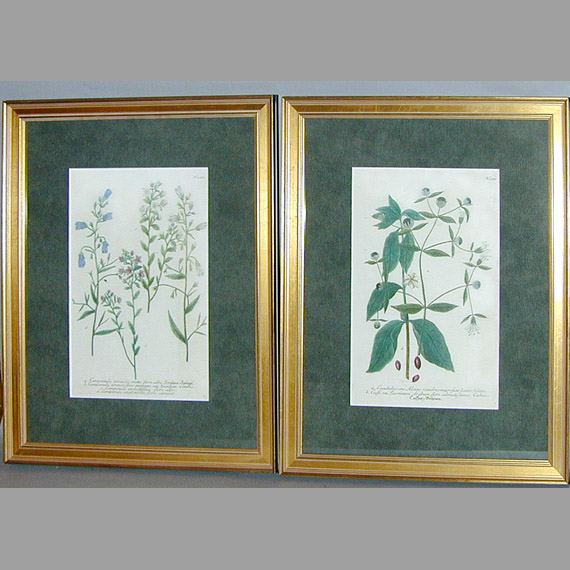 Lot 84 - After Johann Weinmann [FLORAL STUDIES] Two...
