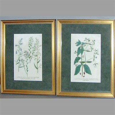 Lot 84 - After Johann Weinmann [FLORAL STUDIES] Two...