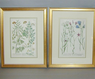 Lot 86 - After Johann Weinmann [FLORAL STUDIES] Two...