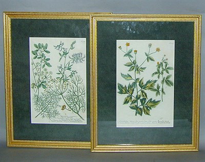Lot 87 - After Johann Weinmann [FLORAL STUDIES] Two...