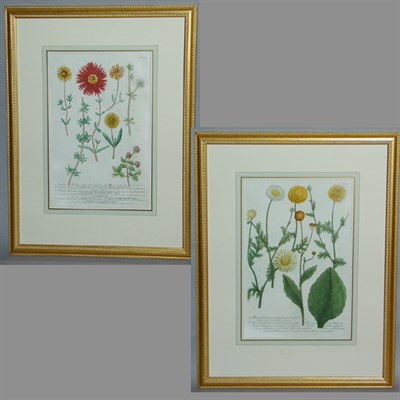 Lot 68 - After Johann Weinmann [FLORAL STUDIES] Two...