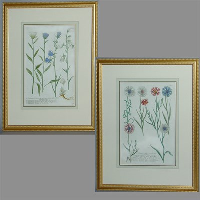 Lot 55 - After Johann Weinmann [FLORAL STUDIES] Two...