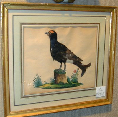 Lot 58 - Artist Unknown 19th Century [BIRD PORTRAIT]...