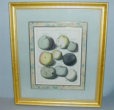 Lot 65 - After Johann Hermann Knoop [PEARS] and...