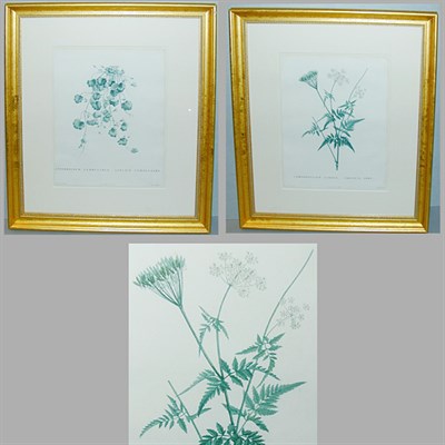 Lot 54 - After P. J. Redoute ANTIRRHINUM CYMBALARIA and...