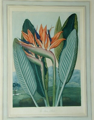 Lot 312 - Robert John Thornton THE QUEEN FLOWER...