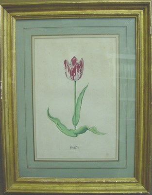 Lot 7 - Attributed to Jacob Marrel TULIP Inscribed...