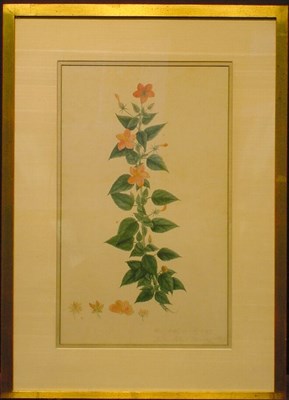 Lot 71 - Indian School 19th Century BOTANICAL RENDERING...