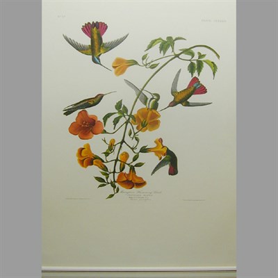 Lot 49 - After John James Audubon MANGROVE HUMMINGBIRD...