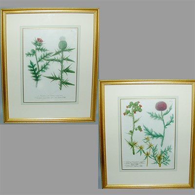 Lot 79 - After Johann Weinmann [FLORAL STUDIES] Two...