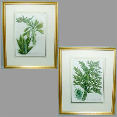 Lot 71 - After Johann Weinmann [FLORAL STUDIES] Two...