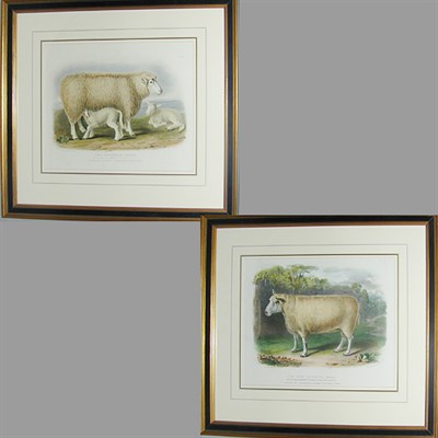Lot 74 - After William Shiels THE COTSWOLD BREED and...
