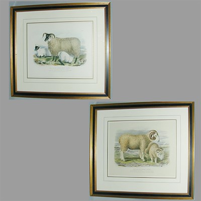 Lot 59 - After William Shiels THE BLACK FACED HEATH...