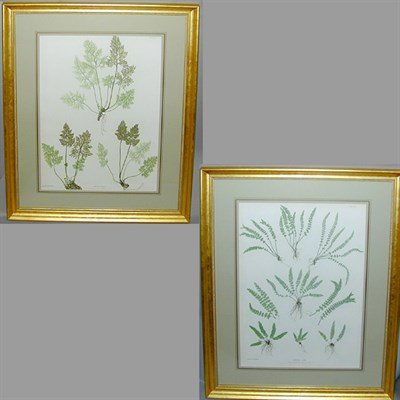Lot 65 - Henry Bradbury, lithographer [FERN STUDIES]...