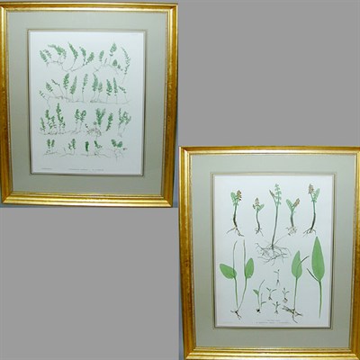 Lot 70 - Henry Bradbury, lithographer [FERN STUDIES]...