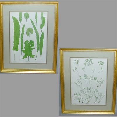 Lot 67 - Henry Bradbury, lithographer [FERN STUDIES]...