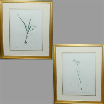 Lot 60 - After P. J. Redoute VIEUSSEUXIA GLAUCOPIS and...