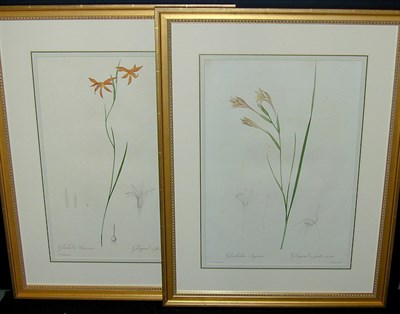 Lot 74 - After P. J. Redoute GLADIOLUS ANGUSTUS and...