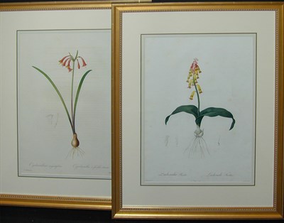 Lot 93 - After P. J. Redoute LACHENALIA TRICOLOR and...