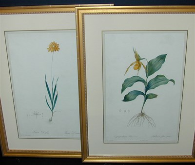 Lot 80 - After P. J. Redoute CYPRIPEDIUM FLAVESCENS and...