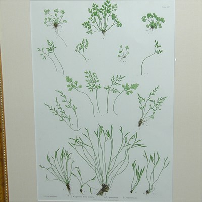 Lot 68 - Henry Bradbury, lithographer [FERN STUDIES]...