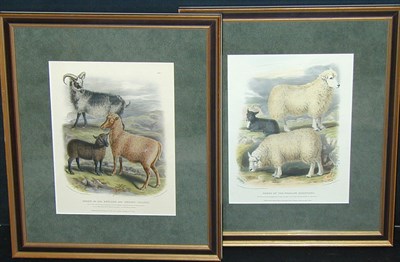 Lot 69 - After William Shiels BREED OF THE ZETLAND AND...