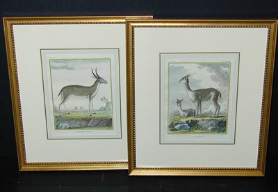 Lot 84 - After De Sere RITBOK MALE and LA VIGOGNE Two...