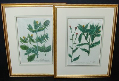 Lot 62 - After Johann Weinmann [FLORAL STUDIES] Two...