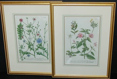 Lot 71 - After Johann Weinmann [FLORAL STUDIES] Two...