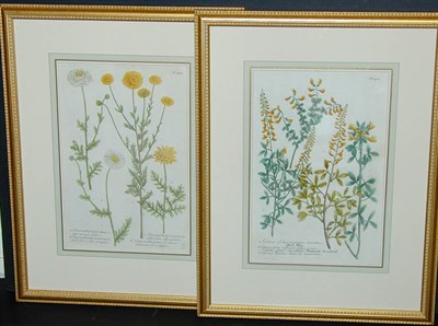 Lot 86 - After Johann Weinmann [FLORAL STUDIES] Two...