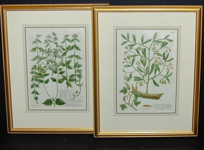 Lot 98 - After Johann Weinmann [FLORAL STUDIES] Two...