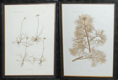Lot 65 - Constantin von Ettingshausen and Alois Pokorny...