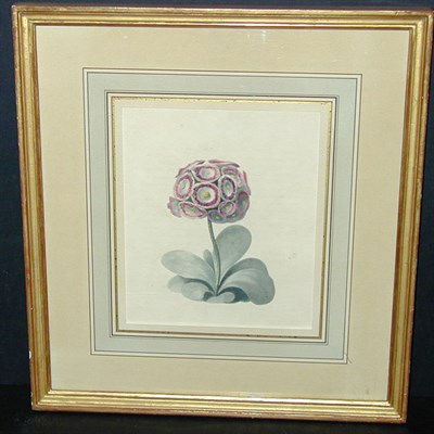 Lot 78 - Artist Unknown 18th Century [PRIMROSE]...