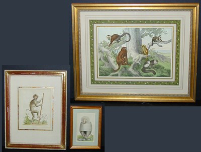 Lot 73 - George Edwards [MONKEY] Hand-colored etching;...