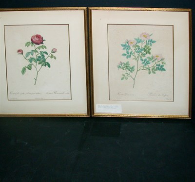 Lot 129 - After P.J. Redoute [ROSES] Two color stipple...
