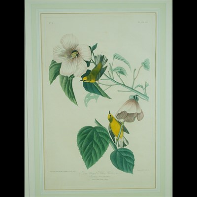 Lot 52 - After John James Audubon BLUE WINGED YELLOW...