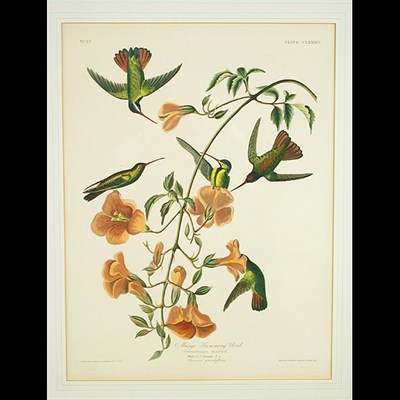 Lot 90 - After John James Audubon MANGO HUMMING BIRD...