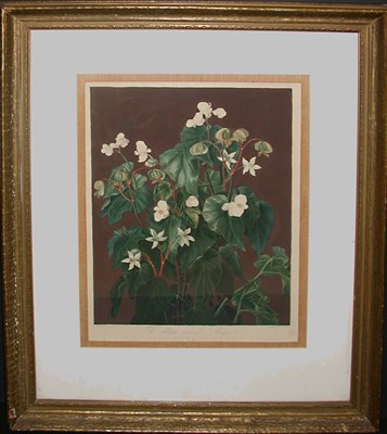 Lot 88 - Robert John Thornton THE OBLIQUE-LEAVED...